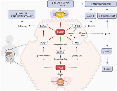 Mechanism of action and therapeutic use of bempedoic acid in atherosclerosis and metabolic syndrome